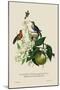 Humming Birds at the Brasils-J. Forbes-Mounted Art Print