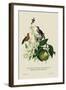 Humming Birds at the Brasils-J. Forbes-Framed Art Print
