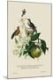 Humming Birds at the Brasils-J. Forbes-Mounted Art Print