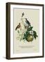 Humming Birds at the Brasils-J. Forbes-Framed Art Print