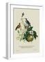 Humming Birds at the Brasils-J. Forbes-Framed Art Print