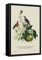 Humming Birds at the Brasils-J. Forbes-Framed Stretched Canvas