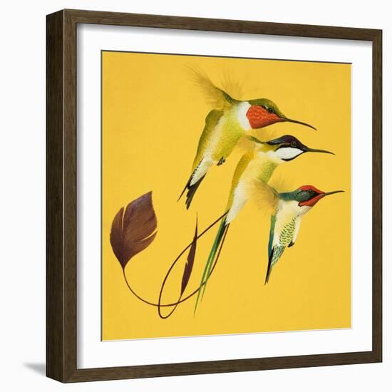 Humming Birds-null-Framed Giclee Print