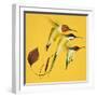 Humming Birds-null-Framed Giclee Print