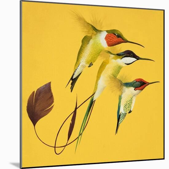 Humming Birds-null-Mounted Giclee Print
