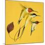 Humming Birds-null-Mounted Giclee Print