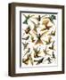 Humming Birds-English School-Framed Giclee Print