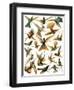 Humming Birds-English School-Framed Giclee Print