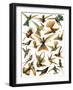 Humming Birds-English School-Framed Giclee Print