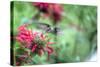 Hummingbird 1-Robert Goldwitz-Stretched Canvas