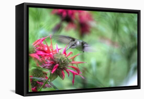 Hummingbird 1-Robert Goldwitz-Framed Stretched Canvas