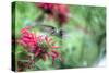 Hummingbird 1-Robert Goldwitz-Stretched Canvas
