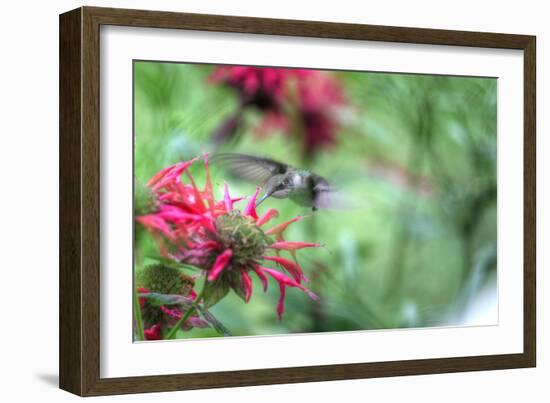 Hummingbird 1-Robert Goldwitz-Framed Photographic Print