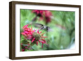 Hummingbird 1-Robert Goldwitz-Framed Photographic Print