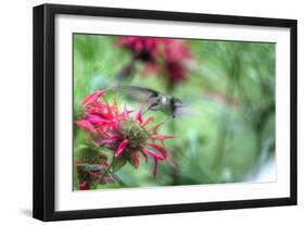 Hummingbird 1-Robert Goldwitz-Framed Photographic Print