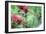 Hummingbird 1-Robert Goldwitz-Framed Photographic Print