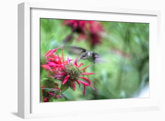 Hummingbird 1-Robert Goldwitz-Framed Photographic Print