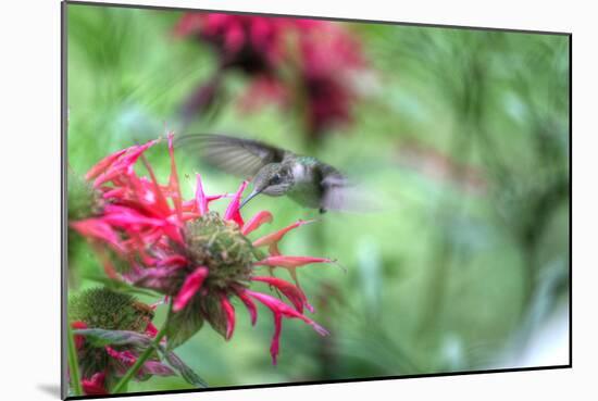 Hummingbird 1-Robert Goldwitz-Mounted Photographic Print