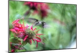 Hummingbird 1-Robert Goldwitz-Mounted Photographic Print