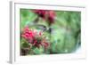 Hummingbird 1-Robert Goldwitz-Framed Photographic Print