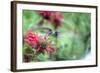 Hummingbird 1-Robert Goldwitz-Framed Photographic Print
