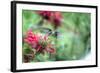 Hummingbird 1-Robert Goldwitz-Framed Photographic Print