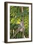 Hummingbird 1-Lee Peterson-Framed Photographic Print