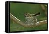 Hummingbird 2-Lee Peterson-Framed Stretched Canvas