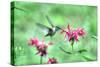 Hummingbird 2-Robert Goldwitz-Stretched Canvas
