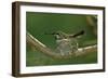 Hummingbird 2-Lee Peterson-Framed Photographic Print