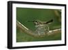 Hummingbird 2-Lee Peterson-Framed Photographic Print