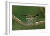 Hummingbird 2-Lee Peterson-Framed Photographic Print