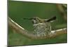 Hummingbird 2-Lee Peterson-Mounted Photographic Print