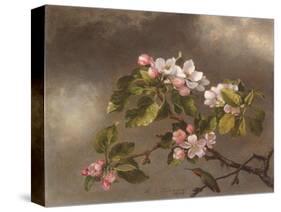 Hummingbird and Apple Blossoms, 1875-Martin Johnson Heade-Stretched Canvas