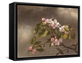 Hummingbird and Apple Blossoms, 1875-Martin Johnson Heade-Framed Stretched Canvas