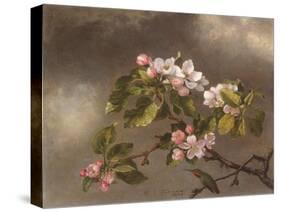 Hummingbird and Apple Blossoms, 1875-Martin Johnson Heade-Stretched Canvas