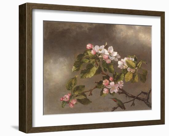 Hummingbird and Apple Blossoms, 1875-Martin Johnson Heade-Framed Giclee Print