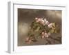 Hummingbird and Apple Blossoms, 1875-Martin Johnson Heade-Framed Giclee Print