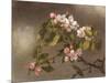 Hummingbird and Apple Blossoms-Martin Johnson Heade-Mounted Art Print