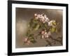 Hummingbird and Apple Blossoms-Martin Johnson Heade-Framed Art Print