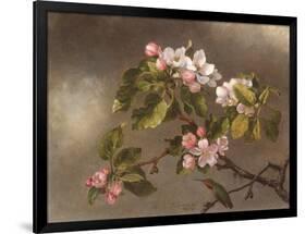 Hummingbird and Apple Blossoms-Martin Johnson Heade-Framed Art Print