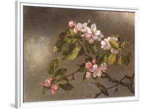 Hummingbird and Apple Blossoms-Martin Johnson Heade-Framed Art Print