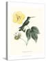 Hummingbird and Bloom I-Mulsant & Verreaux-Stretched Canvas