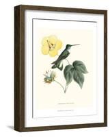 Hummingbird and Bloom I-Mulsant & Verreaux-Framed Art Print