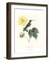 Hummingbird and Bloom I-Mulsant & Verreaux-Framed Art Print