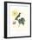 Hummingbird and Bloom I-Mulsant & Verreaux-Framed Art Print