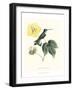 Hummingbird and Bloom I-Mulsant & Verreaux-Framed Art Print