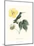 Hummingbird and Bloom I-Mulsant & Verreaux-Mounted Art Print