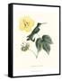 Hummingbird and Bloom I-Mulsant & Verreaux-Framed Stretched Canvas
