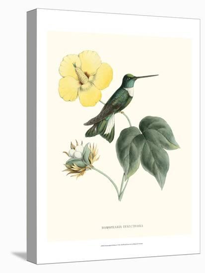 Hummingbird and Bloom I-Mulsant & Verreaux-Stretched Canvas